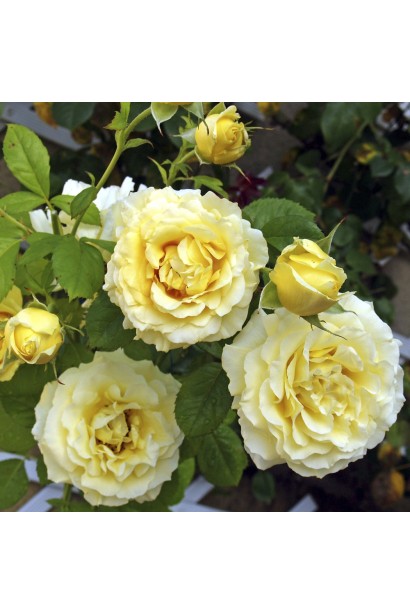 Троянда плетиста ‘Сірано де Бержерак’